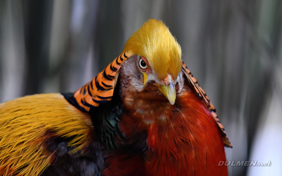 Golden Pheasant (male, Chrysolophus pictus)
